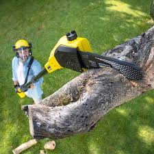 Best Lawn Grading and Leveling  in Fort Worth, TX